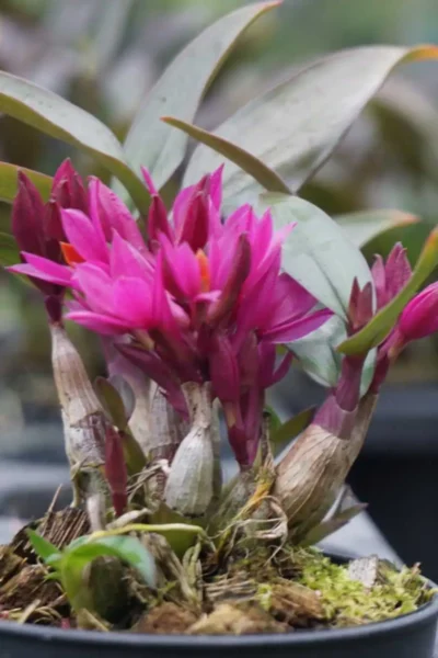 Dendrobium Hibiki