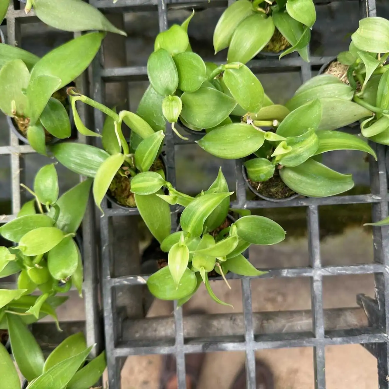 Vanilla planifolia Tiny Form – Buy Online | Sib Orchid Vanilla planifolia Tiny Form - Image 5