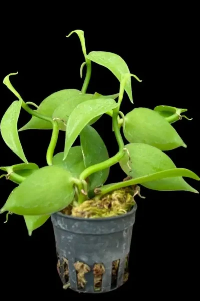 Vanilla planifolia Tiny Form