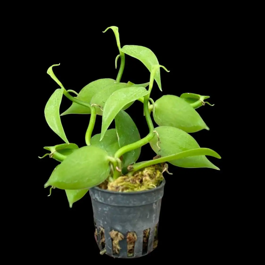 Vanilla planifolia Tiny Form – Buy Online | Sib Orchid Vanilla planifolia Tiny Form