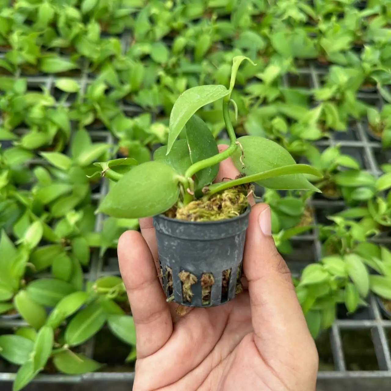 Vanilla planifolia Tiny Form – Buy Online | Sib Orchid Vanilla planifolia Tiny Form - Image 4