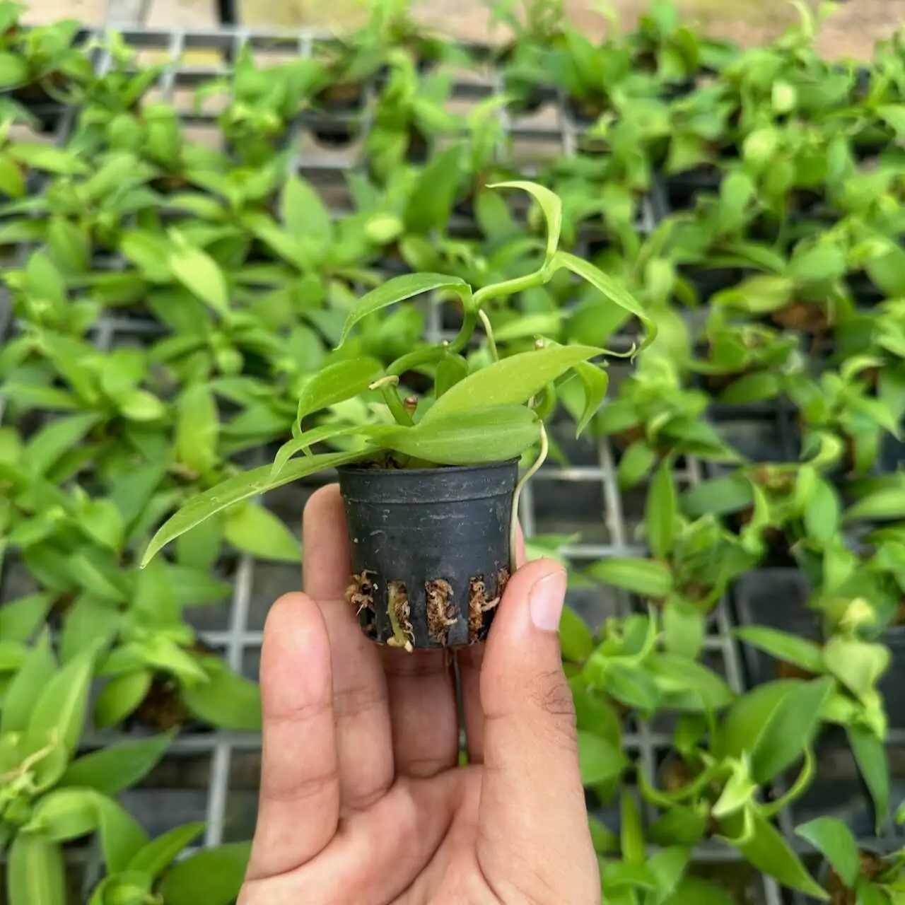 Vanilla planifolia Tiny Form – Buy Online | Sib Orchid Vanilla planifolia Tiny Form - Image 3