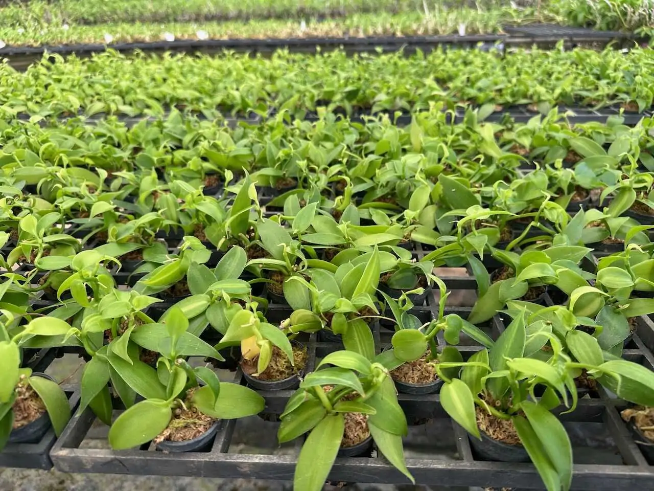 Vanilla planifolia Tiny Form – Buy Online | Sib Orchid Vanilla planifolia Tiny Form - Image 2