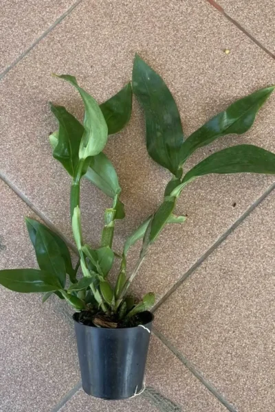 Dendrobium sulcatum
