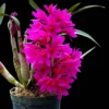 Dendrobium Hibiki (Blooming Size) – Buy Online | Sib Orchid Dendrobium Hibiki
