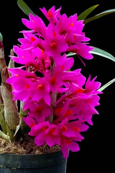 Dendrobium Hibiki