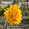 Dendrobium sulcatum (Small Size) – Buy Online | Sib Orchid Dendrobium sulcatum (Small Size) orchid plant for sale