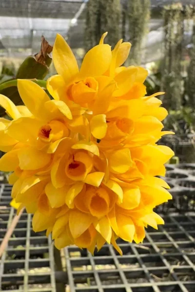 Dendrobium sulcatum (Small Size)
