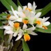 Dendrobium scabrilingue