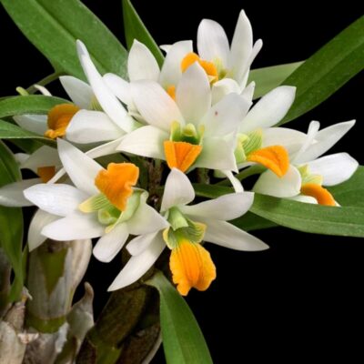 Dendrobium scabrilingue (1" pot)