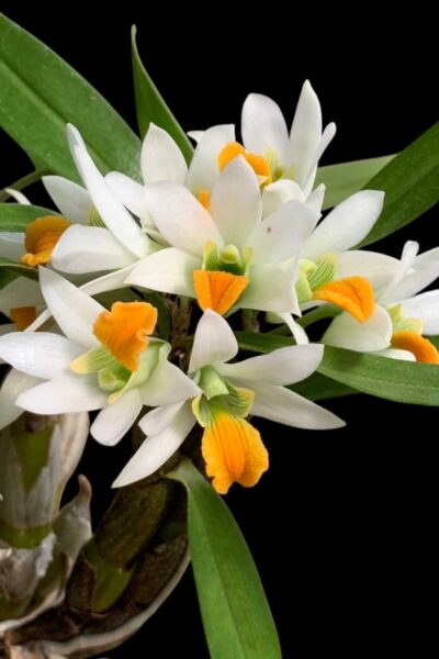 Dendrobium scabrilingue