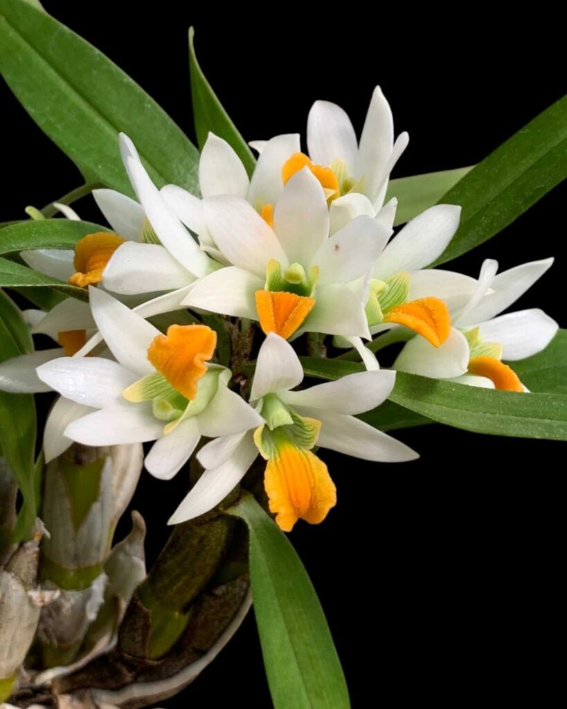 Dendrobium scabrilingue