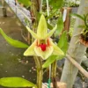 Dendrobium cruentum – Buy Online | Sib Orchid Dendrobium cruentum orchid plant for sale