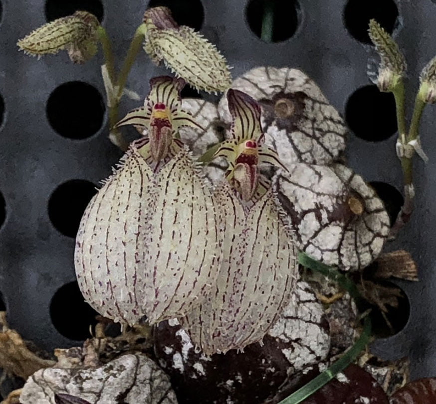 The Beauty of Bulbophyllum: A Guide to This Unusual Orchid Genus orchid plant for sale