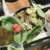 Porpax grandiflora orchid plant for sale