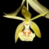 coelogyne schilleriana