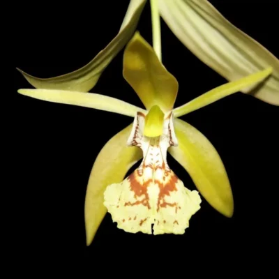 Coelogyne schilleriana (Blooming Size)