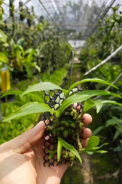 coelogyne schilleriana