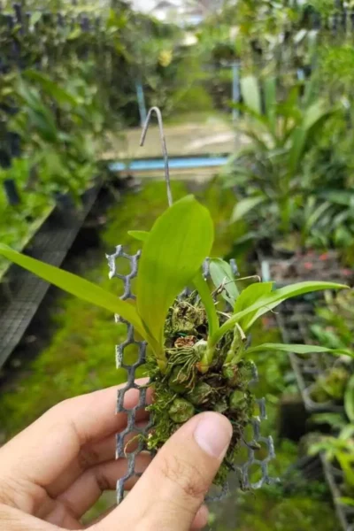 coelogyne schilleriana