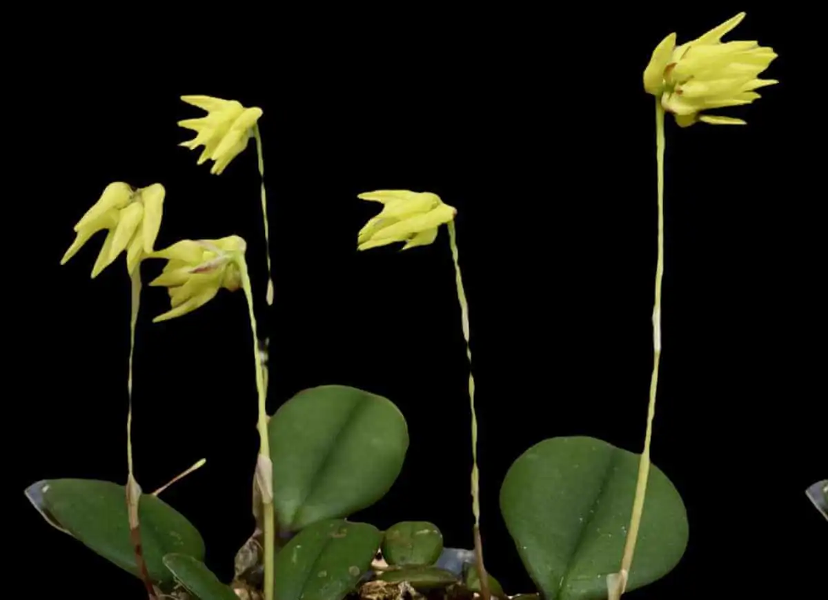 Bulbophyllum purpurascens – Buy Online | Sib Orchid Bulbophyllum purpurascens - Image 4