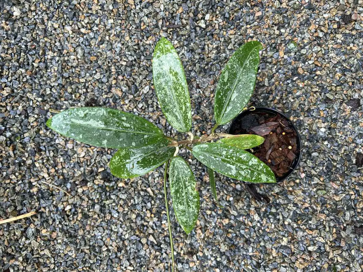 Hoya rangsan – Buy Online | Sib Orchid Hoya rangsan - Image 3