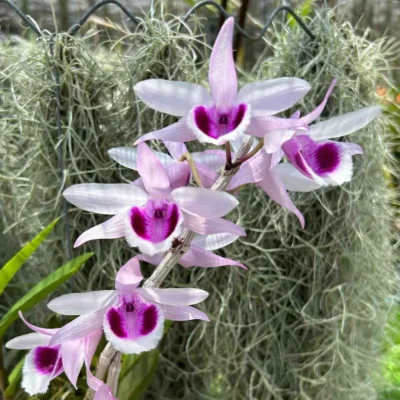 Dendrobium anosmum 4N (Selection)