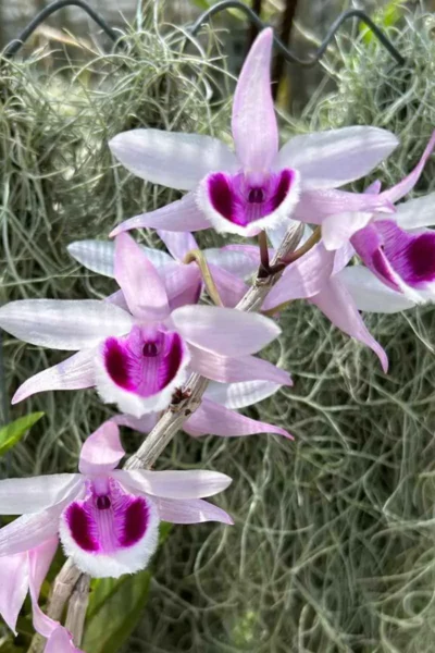 Dendrobium anosmum 4N (Selection)