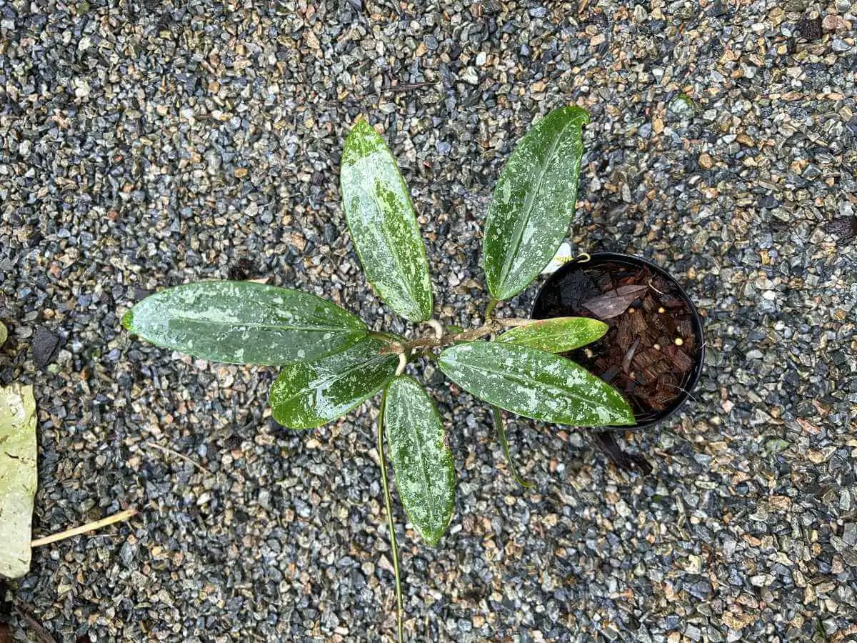 Hoya rangsan – Buy Online | Sib Orchid Hoya rangsan - Image 2