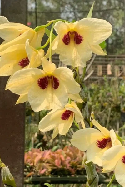 Dendrobium albosanguineum