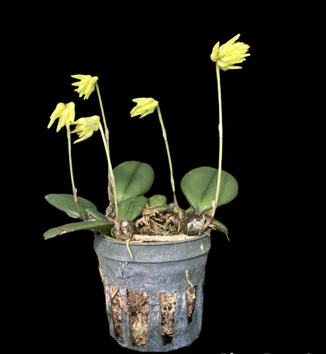 Bulbophyllum purpurascens – Buy Online | Sib Orchid Bulbophyllum purpurascens - Image 2