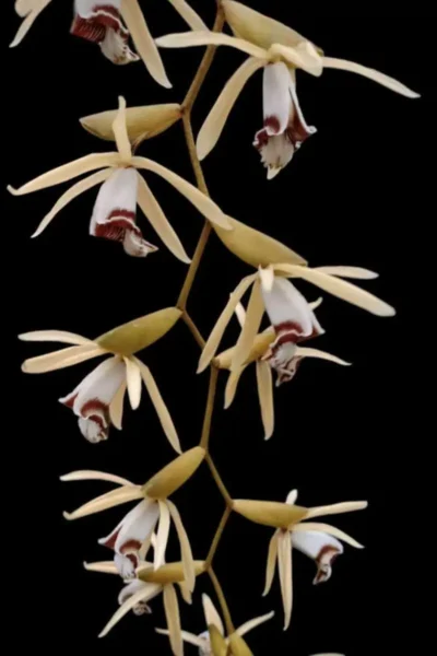 Coelogyne rochussenii