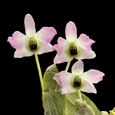Dendrobium trantuanii