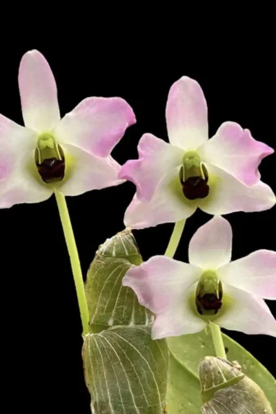 Dendrobium trantuanii Siborchid.com sib orchid