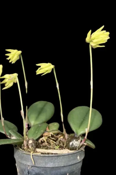 Bulbophyllum purpurascens