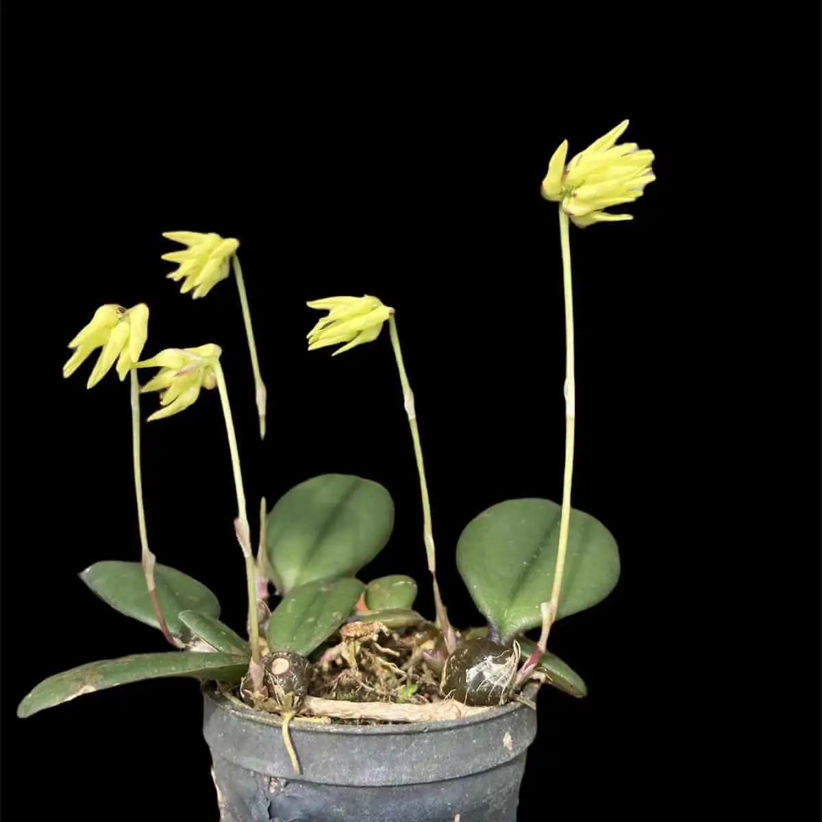 Bulbophyllum purpurascens – Buy Online | Sib Orchid Bulbophyllum purpurascens