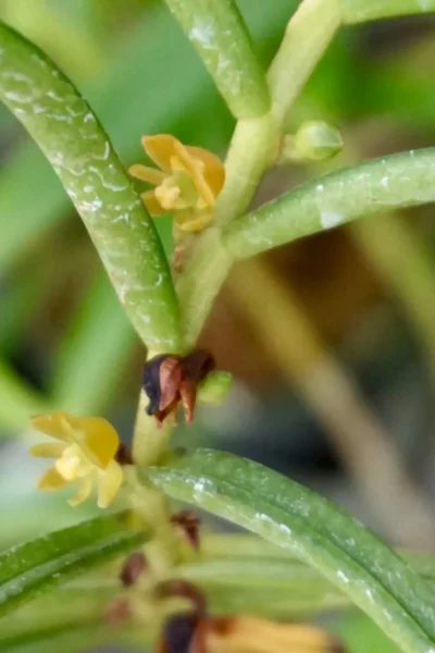 Adenoncos parviflora