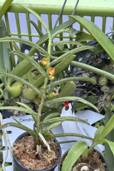 Adenoncos parviflora