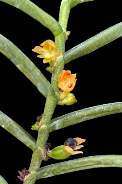 Adenoncos parviflora