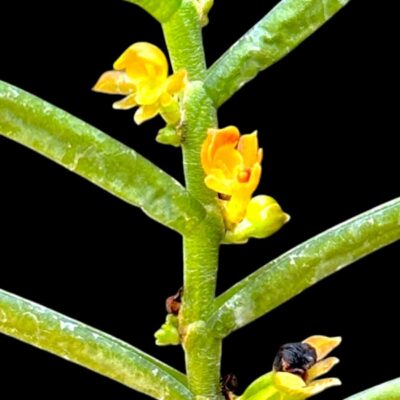 Adenoncos parviflora