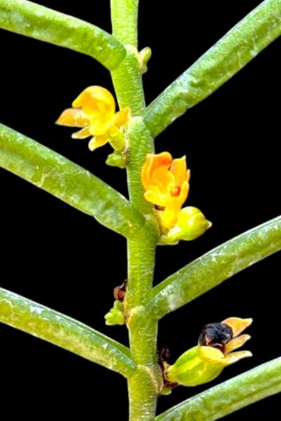 Adenoncos parviflora