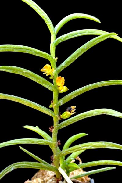 Adenoncos parviflora