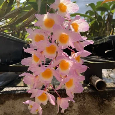 Dendrobium amabile