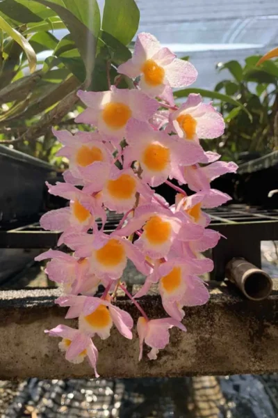Dendrobium amabile