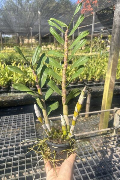 Dendrobium_gatton_sunray