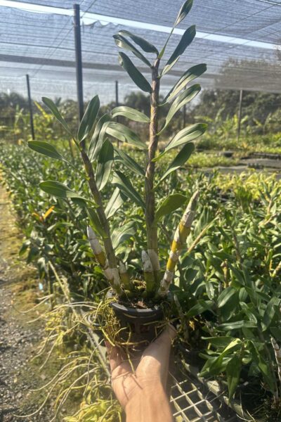 Dendrobium_gatton_sunray