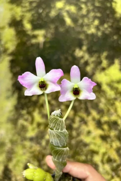 Dendrobium trantuanii Siborchid.com sib orchid