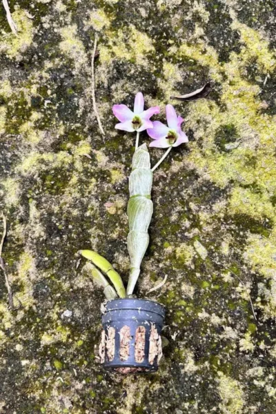 Dendrobium trantuanii Siborchid.com sib orchid