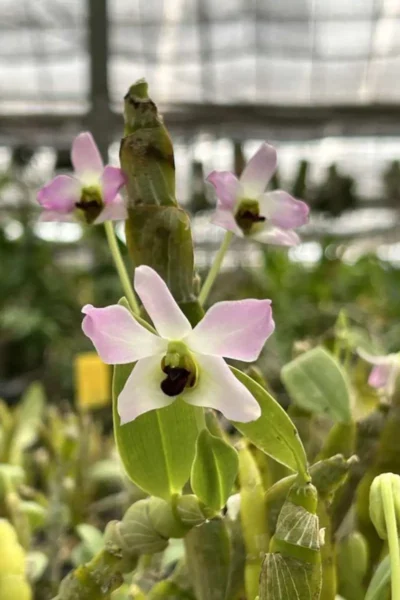 Dendrobium trantuanii Siborchid.com sib orchid