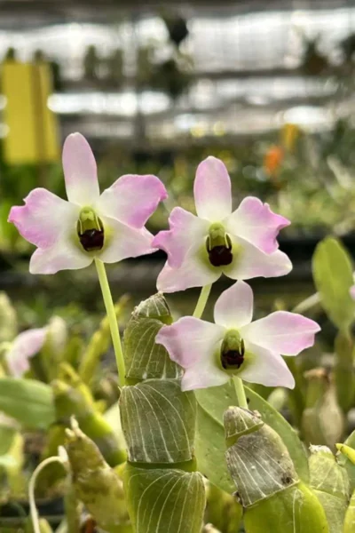 Dendrobium trantuanii Siborchid.com sib orchid