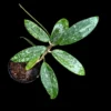 Hoya rangsan orchid plant for sale